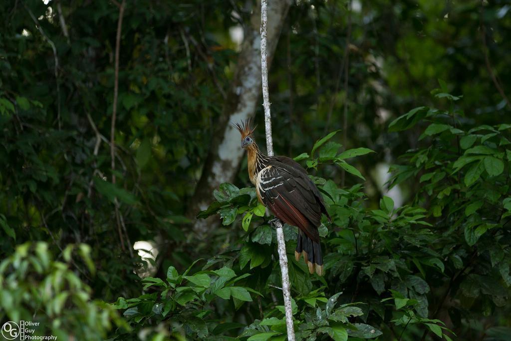 Jamu Lodge Puerto Montufar Luaran gambar