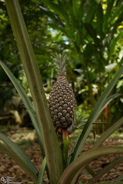 Jamu Lodge Puerto Montufar Luaran gambar